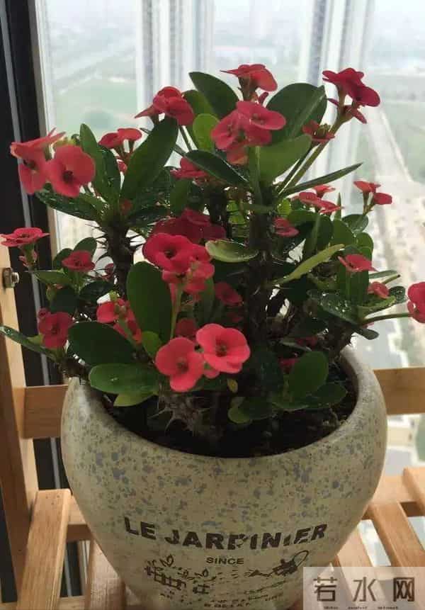 最怕冷的6种花，降温别忘给花保暖！马上做好保温措施，小心冻死