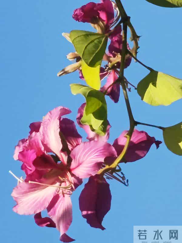 花开烂漫尽情艳