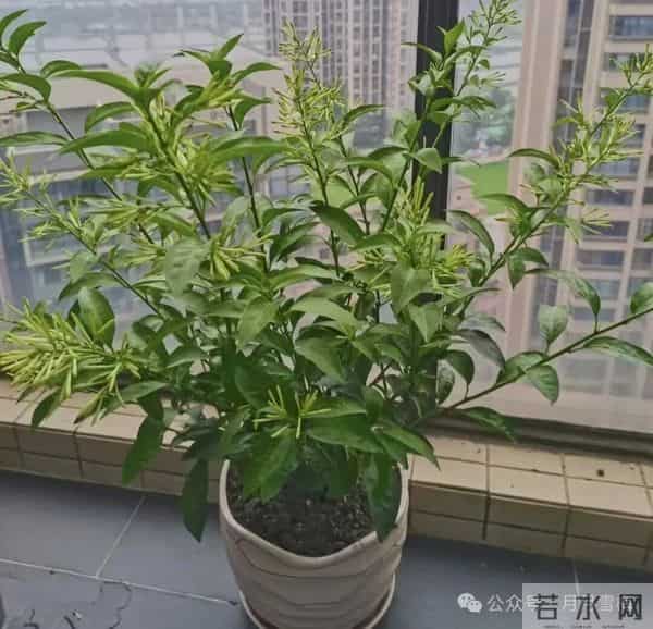 俗话说：“阳台有4花，人穷不发家”到底是哪4花？很多人还不了解