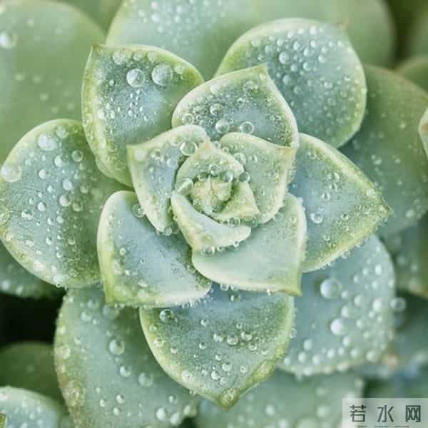 多肉养成果冻糖，靠4个反常识操作！第3个90%的人做反了