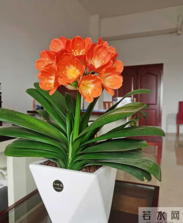 北方君子兰十二月养护精要：低温下的蓄能、抽箭与华丽绽放