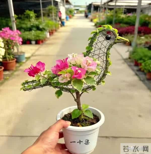 大爷的三角梅，愣是剪成了“艺术品”！开花那一刻美疯了