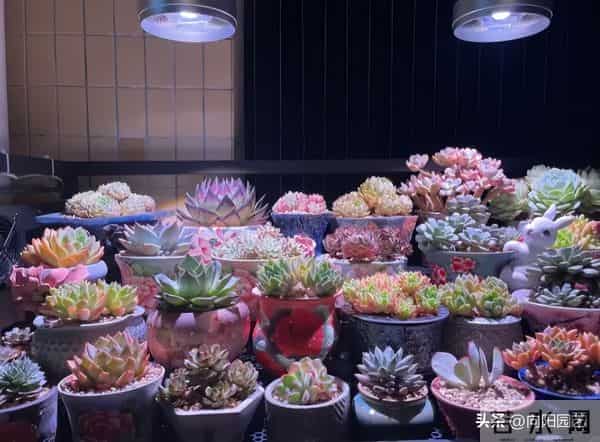 小区里奇怪的灯光，不要惊奇，实际是养多肉的，灯光色太突兀