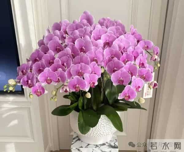 俗话说：“阳台有4花，人穷不发家”到底是哪4花？很多人还不了解