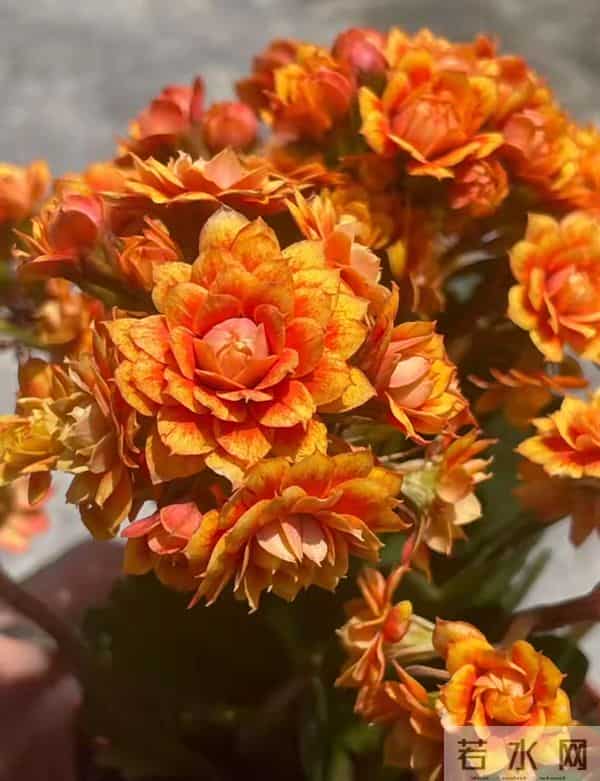 长寿花又出新品种，花比拇指还大，华丽似牡丹，一年开三季