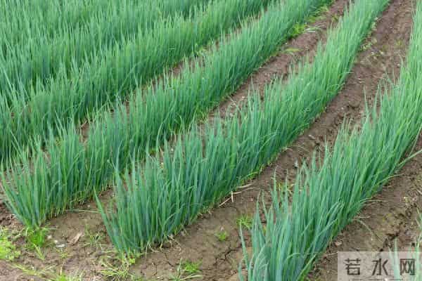 四季小香葱种植方法，简单好上手，新手也能种活