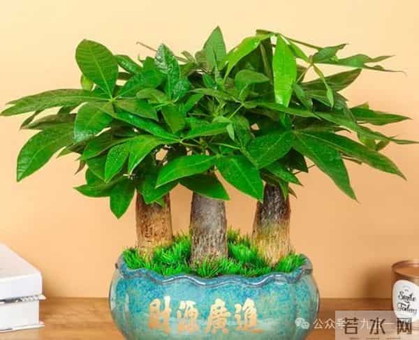 冬天养花别乱浇!这6种花“旱不死”一冬天不浇水也活新手闭眼养