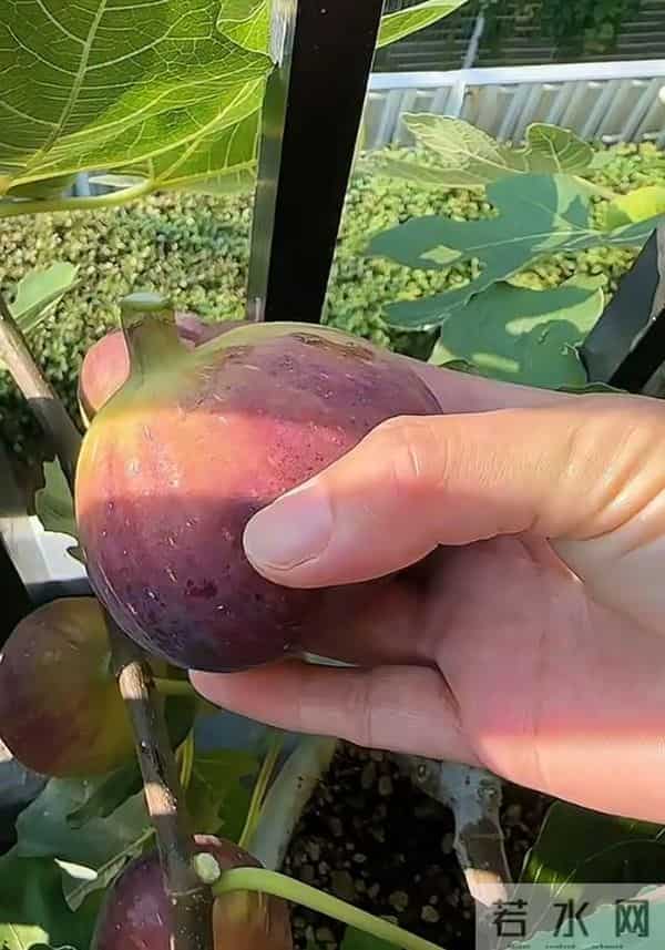 无敌了!女孩“矿泉水瓶种无花果”,结了几十个果子,软糯可口~