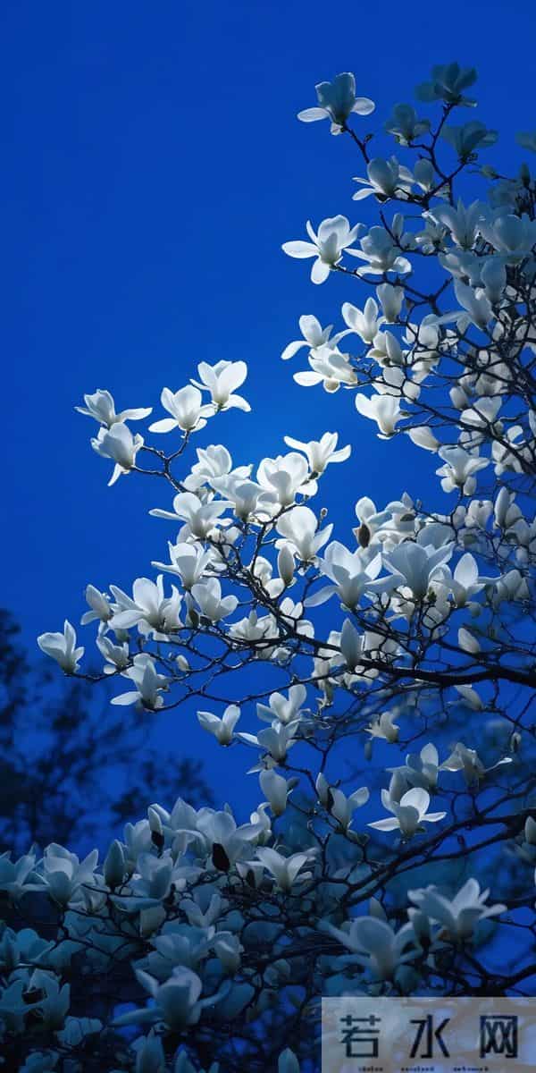 8K壁纸：景花儿锁屏