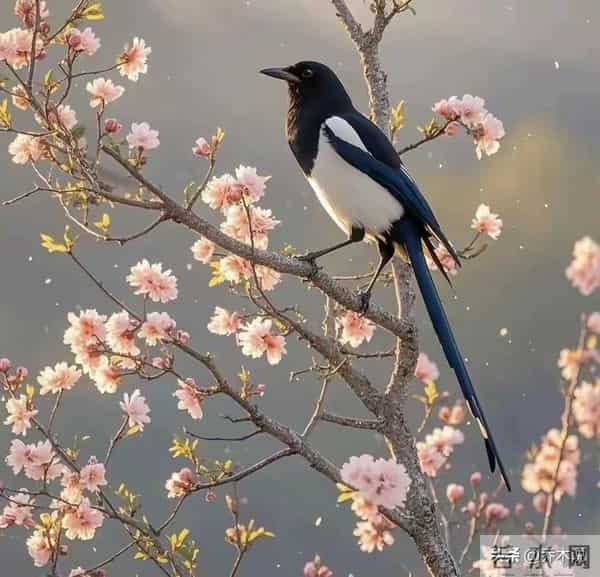 “家喜不可外扬”：喜鹊临门！你家孩子这两天就迎转机，厚积薄发