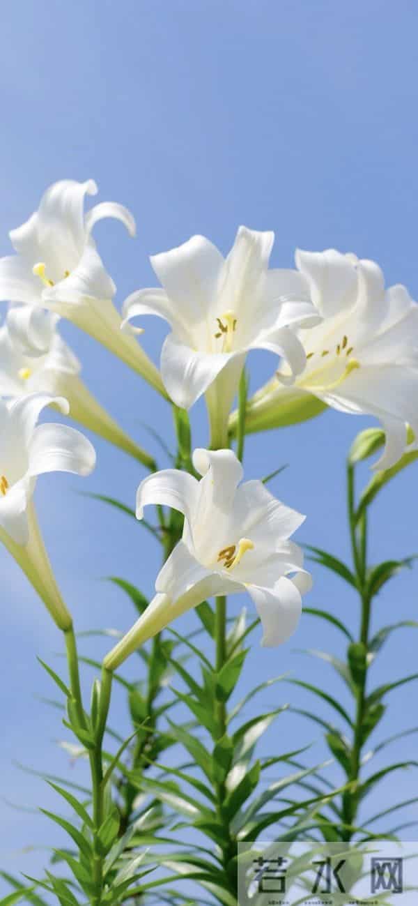 手机壁纸｜一路生花