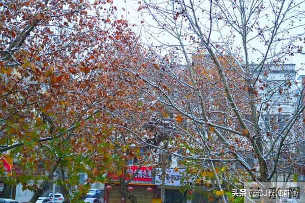河南淮滨：凌晨飘下第二场雪花儿
