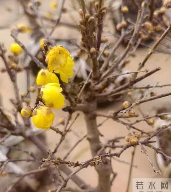 这5种花想要年前开？12月必须“喂大肥”，错过再等一整年