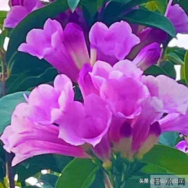 分享图片～鲜艳夺目，五光十色的蒜香藤《上汽》