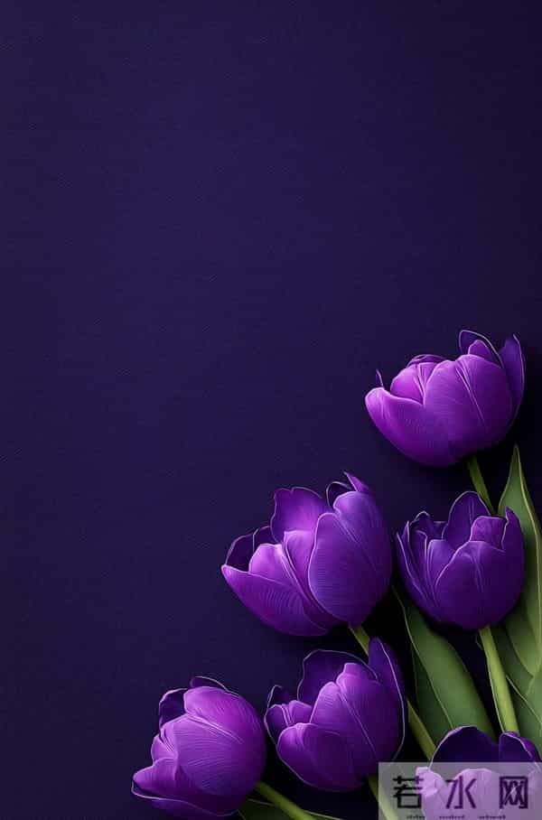 紫色郁金香 壁纸