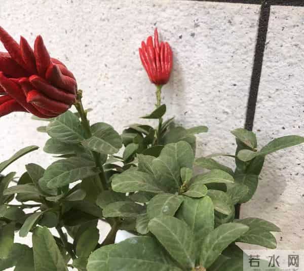 男子因入手的“红佛手”走红，红彤彤的，网友：真的成精了？