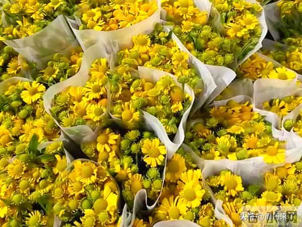 20种花店常见花材图片分享，有你喜欢的吗？