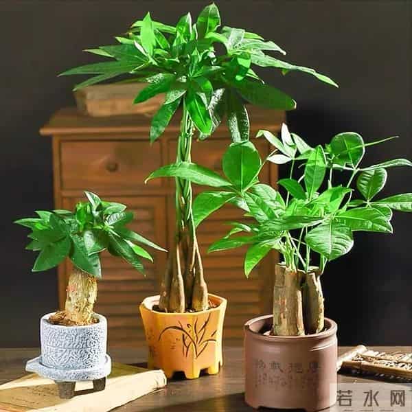 紧急提醒！这10种花冬天赶紧断水，多浇一瓢水就烂根，能要了命！