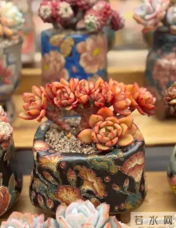 昆明的冬季,多肉状态拉满,超级漂亮,比补光灯养的还好!