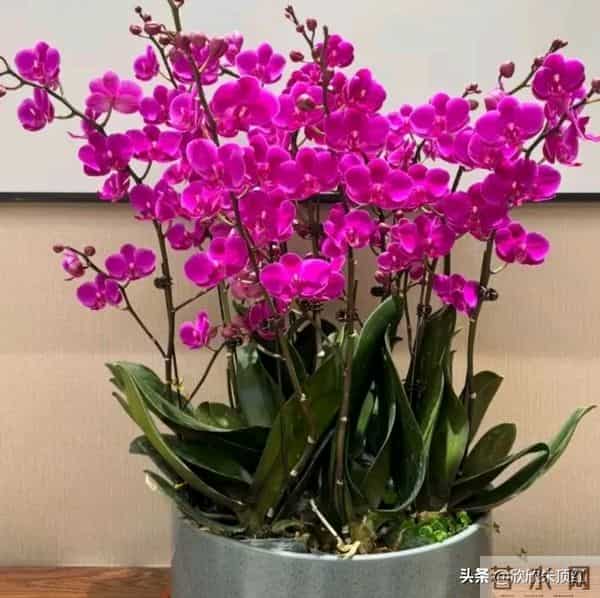 这十种年宵花，花色美，寓意好，富贵吉祥 ，好运连连