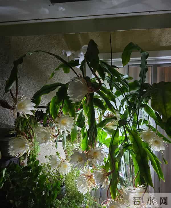 女子养5年的“昙花结果了”，犹如红宝石：晶莹剔透好美！