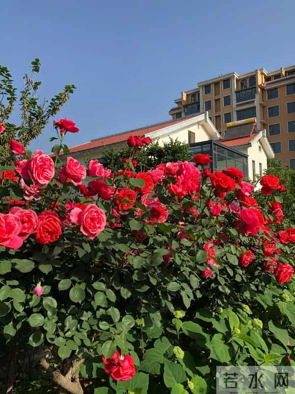 树状月季冬季这样剪，来年开出一树花