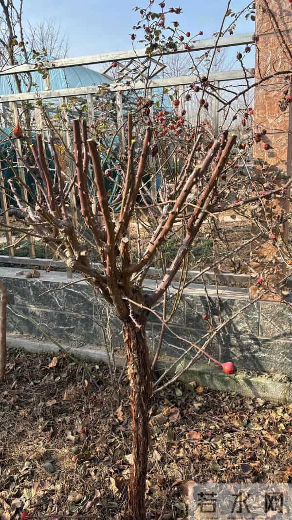 树状月季冬季这样剪，来年开出一树花