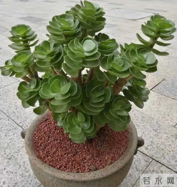 7种“耐旱怕冻花”，过冬记住3个保命招！