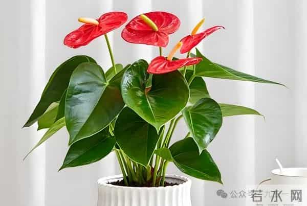 盆土板结硬邦邦？7种“自制松土肥”放一点松软如面包，根系疯长