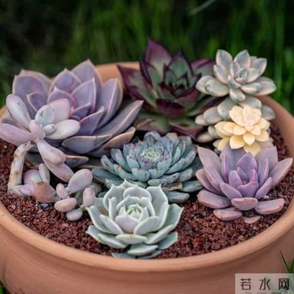 多肉养成果冻糖，靠4个反常识操作！第3个90%的人做反了