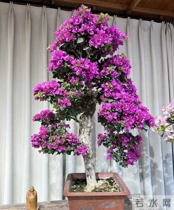 大叔用一把剪刀，把三角梅养成“艺术品”：造型美爆了，真牛！