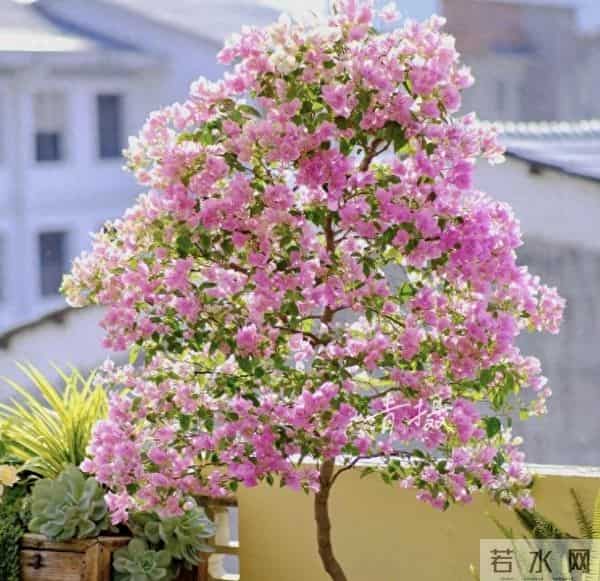 冬季养三角梅,别碰这“3怕”!错一个就黄叶掉苞,新手必看