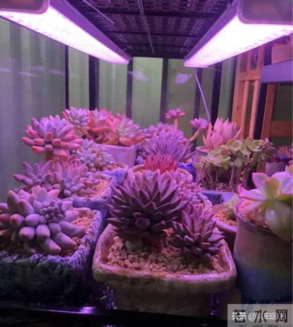 小区里奇怪的灯光，不要惊奇，实际是养多肉的，灯光色太突兀