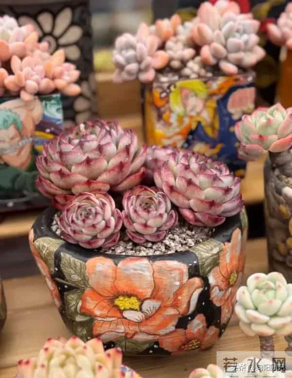 昆明的冬季,多肉状态拉满,超级漂亮,比补光灯养的还好!