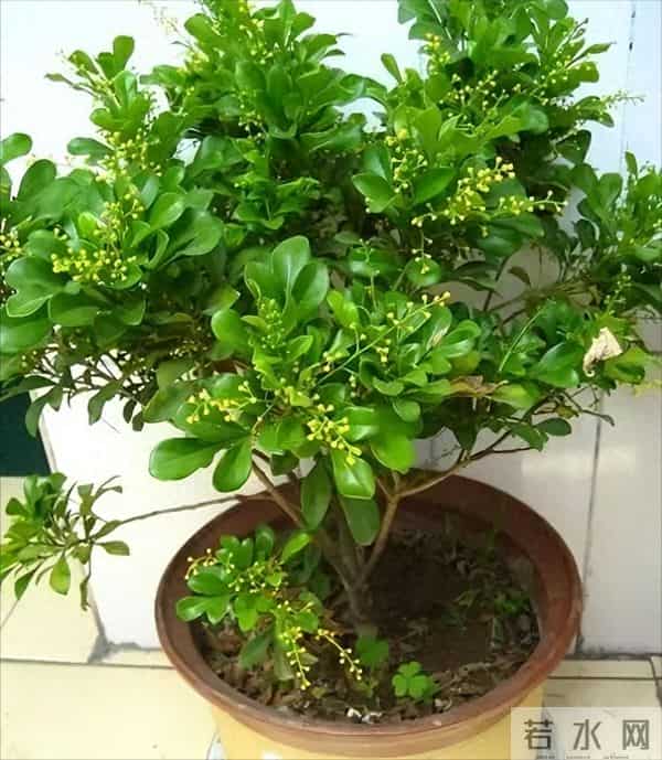 最怕冷的6种花，降温别忘给花保暖！马上做好保温措施，小心冻死