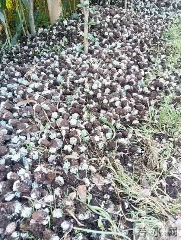 云南路边的多肉，用麻袋都装不完，本地人都不要，太多了！