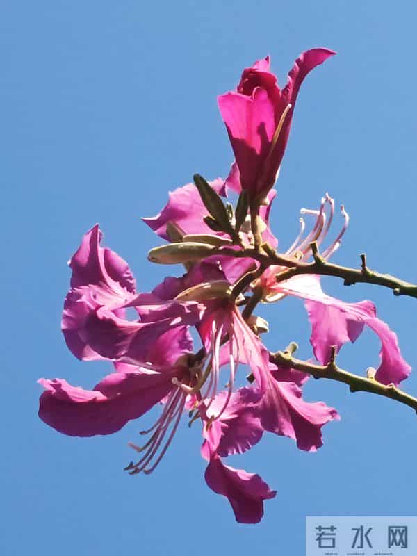 花开烂漫尽情艳