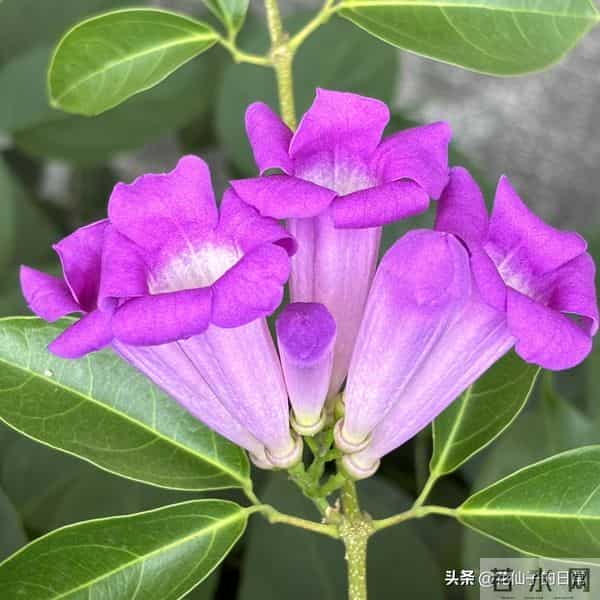 分享图片～鲜艳夺目，五光十色的蒜香藤《上汽》