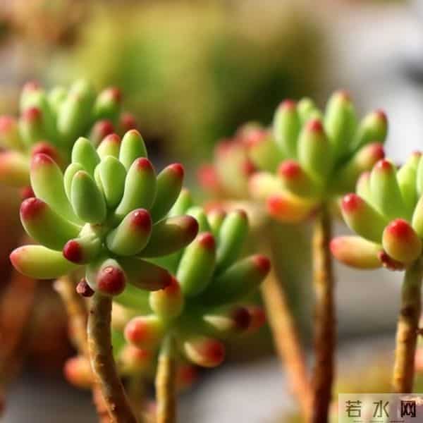 多肉养成果冻糖，靠4个反常识操作！第3个90%的人做反了