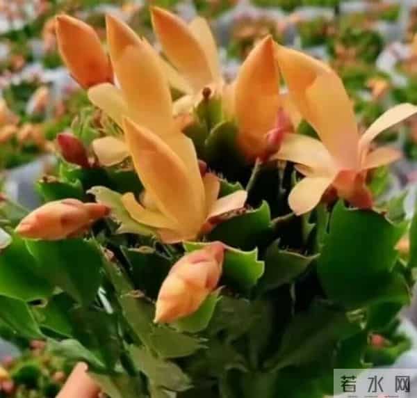 这5种花想要年前开？12月必须“喂大肥”，错过再等一整年