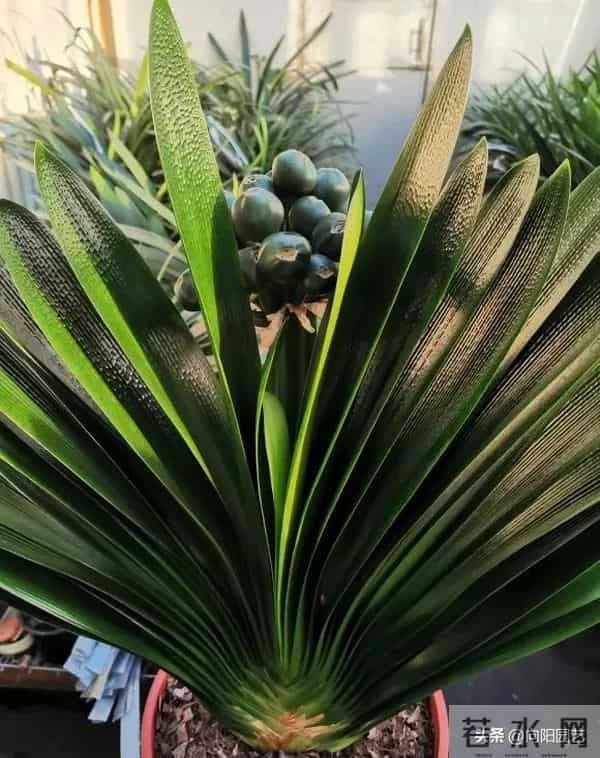 教你做“鸡蛋肥”，1颗鸡蛋发酵成肥料，养君子兰很好用！