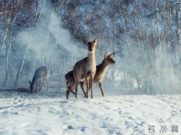 打猎人生记-无情的回击191