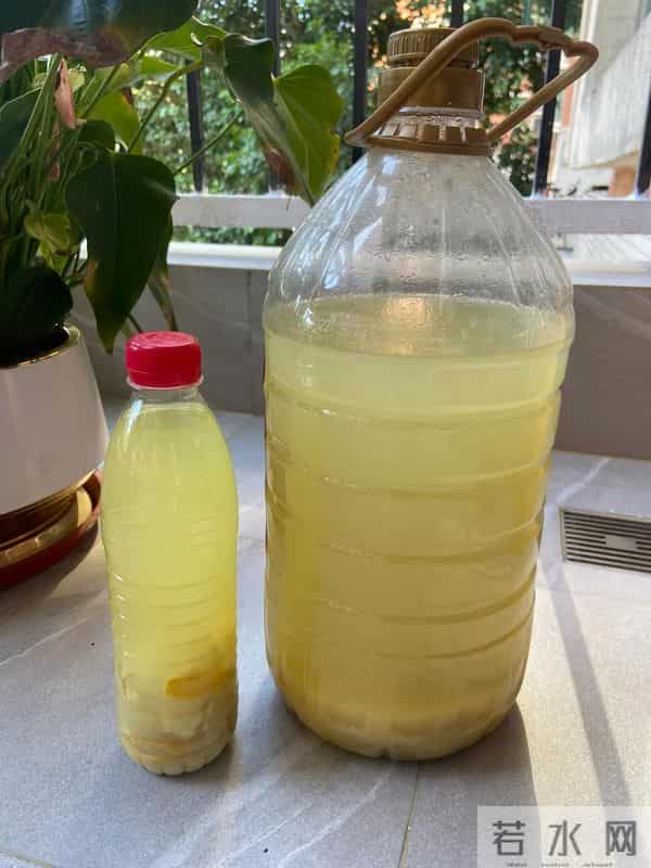 广东女子把死鱼埋进土里，万万没想到，那盆花长疯了！