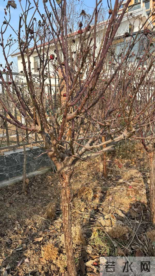 树状月季冬季这样剪，来年开出一树花