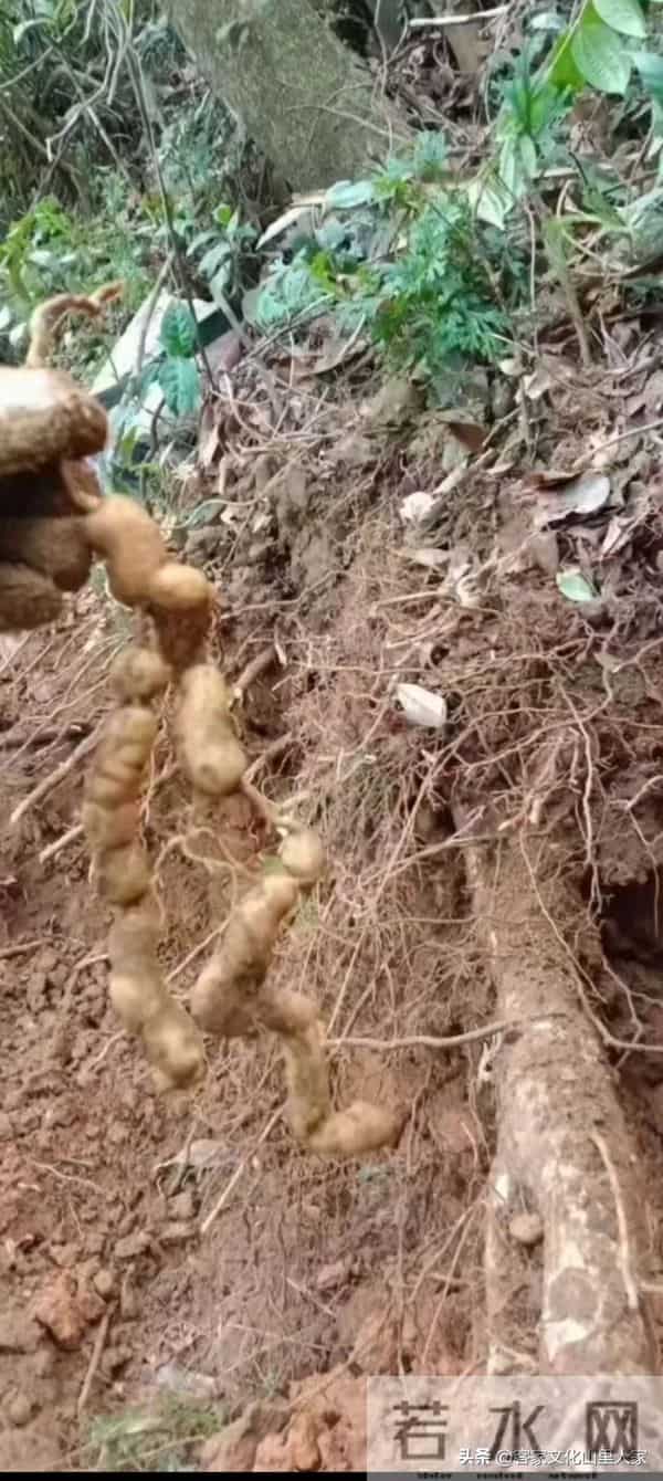 巴戟天客家话又叫鸡肠风，听阿爸来介绍一下！