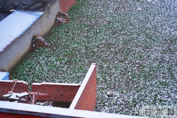 河南淮滨：凌晨飘下第二场雪花儿