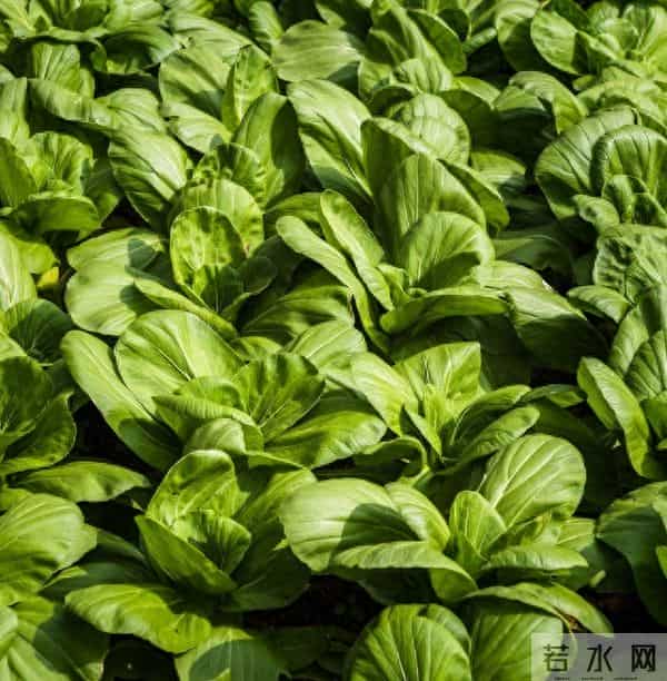 一边种菜一边堆肥,简单又省心,蔬菜长势翻倍