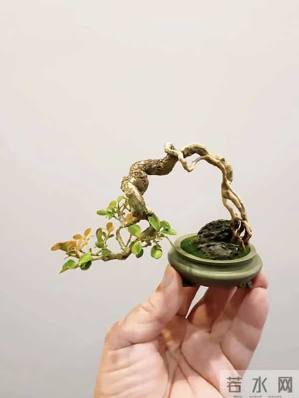 黄杨盆景：3种常见品种，哪种好养一看就懂！