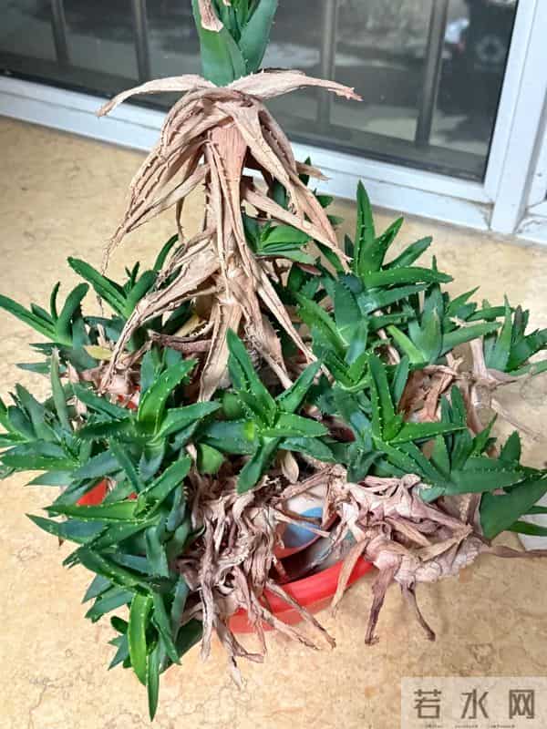 浙江一男子2年没回家，家里芦荟爆炸了，网友：好顽强的生命力！