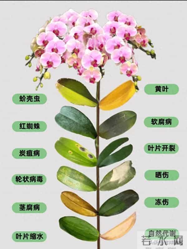 蝴蝶兰冻伤晒伤分不清？这份处理指南让你避开99%的养兰雷区